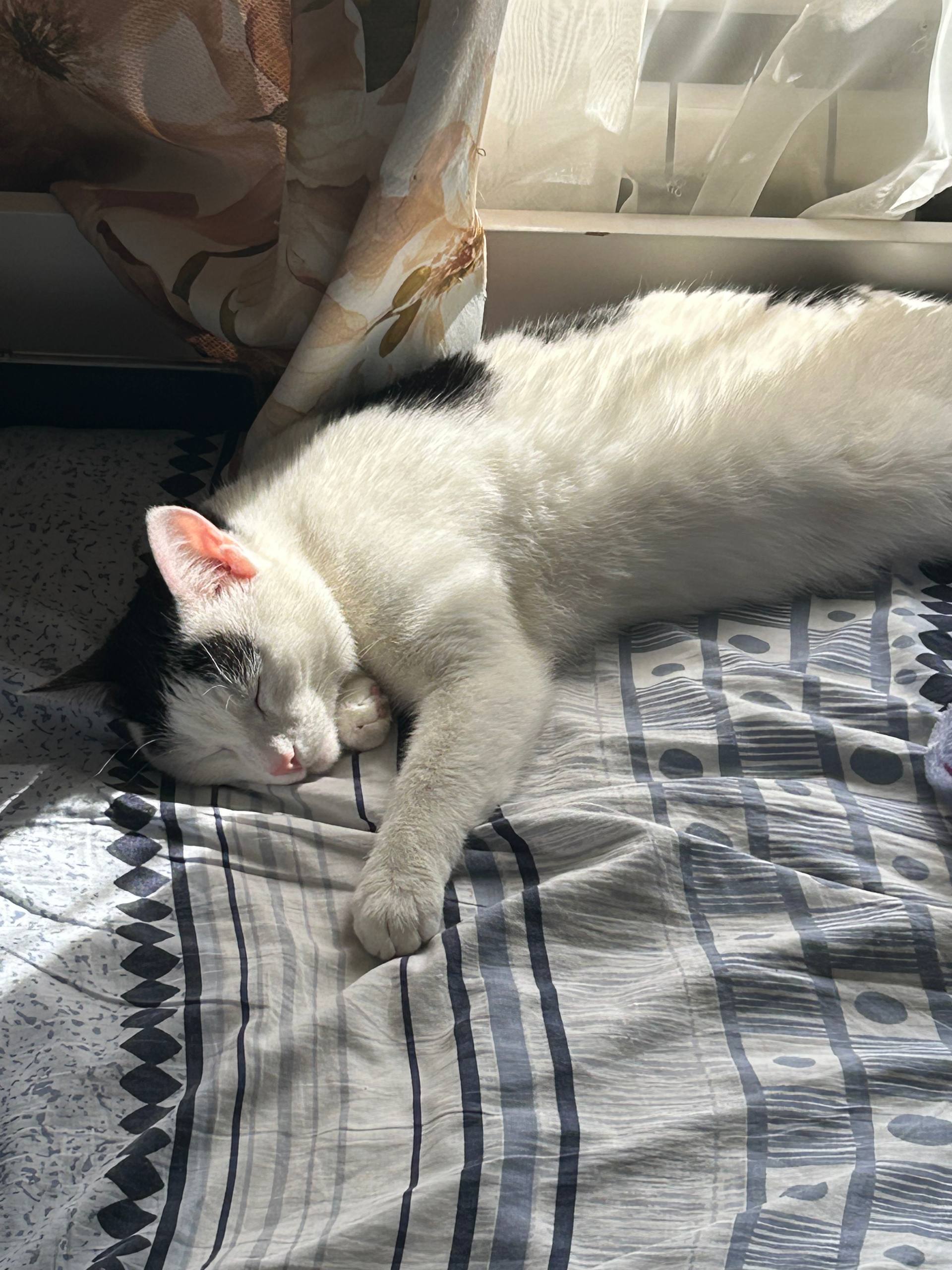 Котик 1