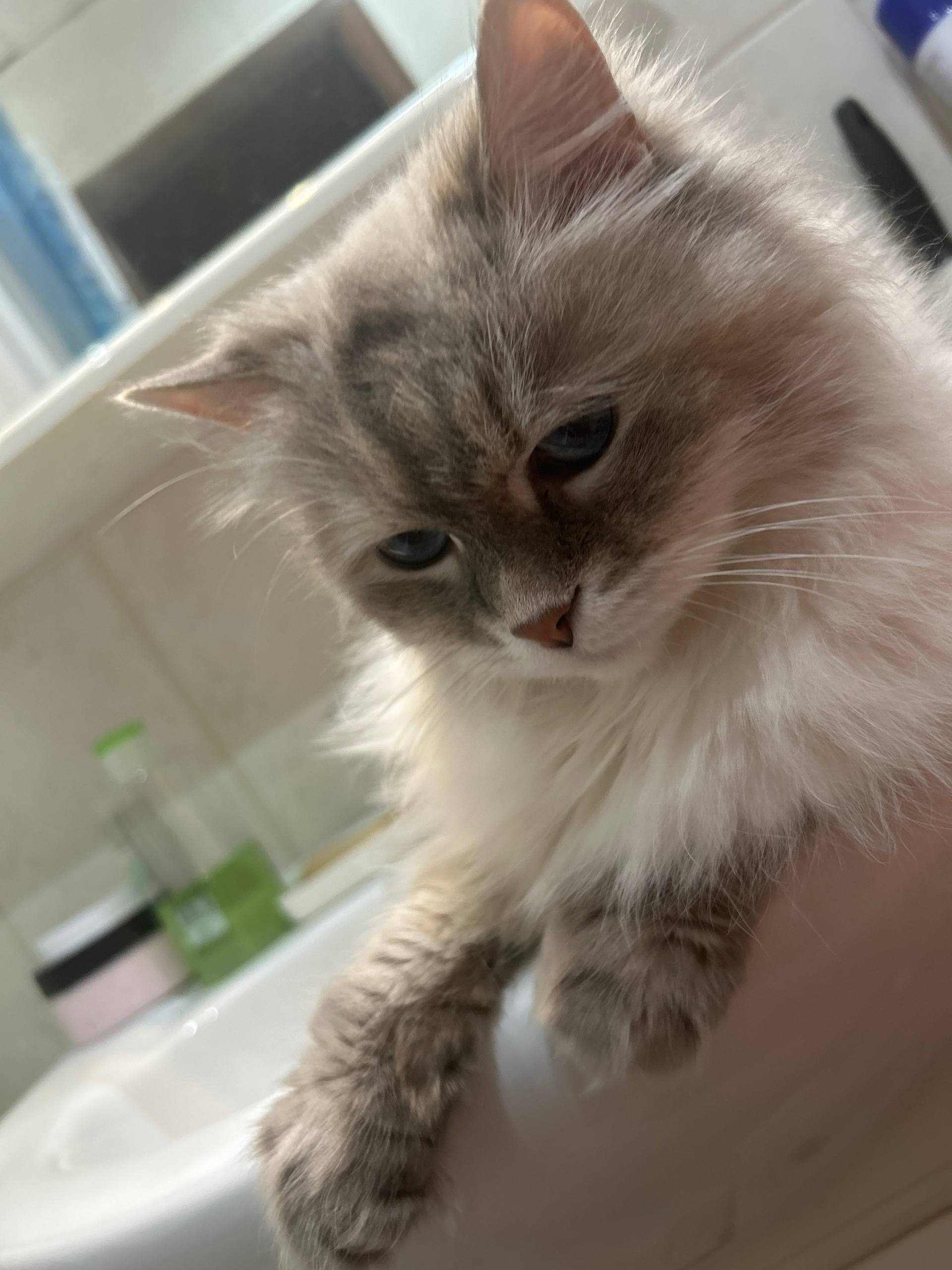 Котик 2