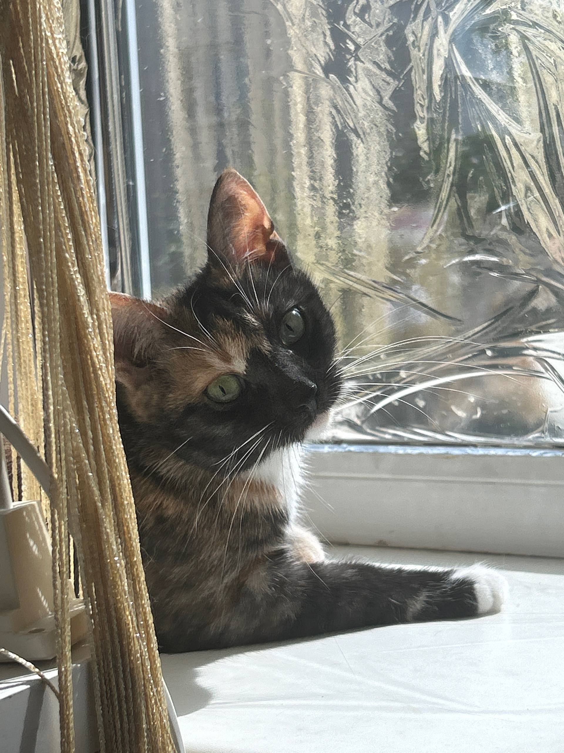 Котик 3