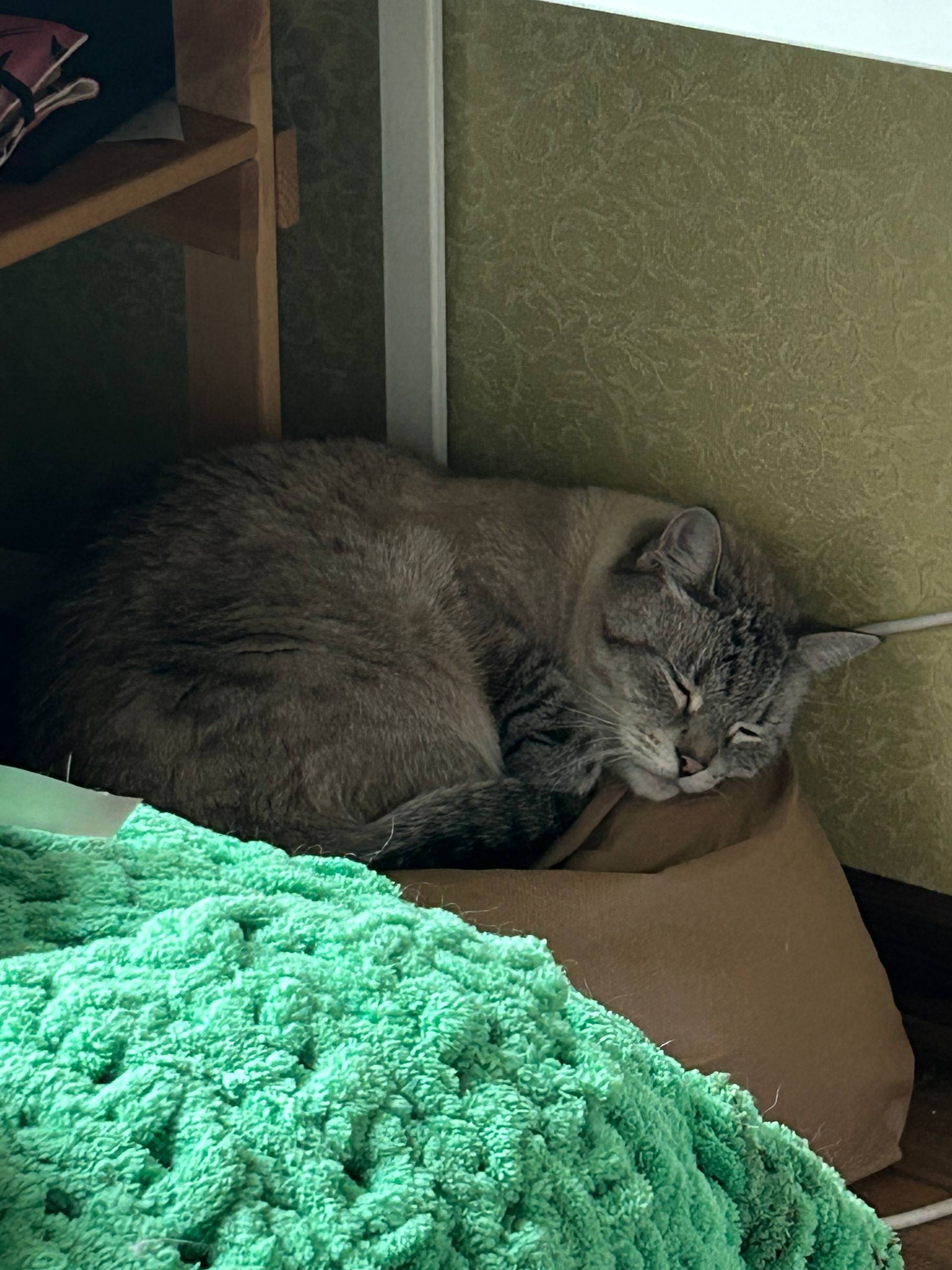 Котик 4